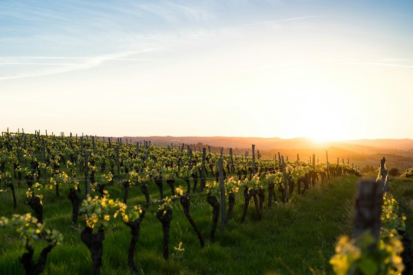 Comment organiser une visite des vignobles en Afrique du Sud : conseils et tours guidés ?