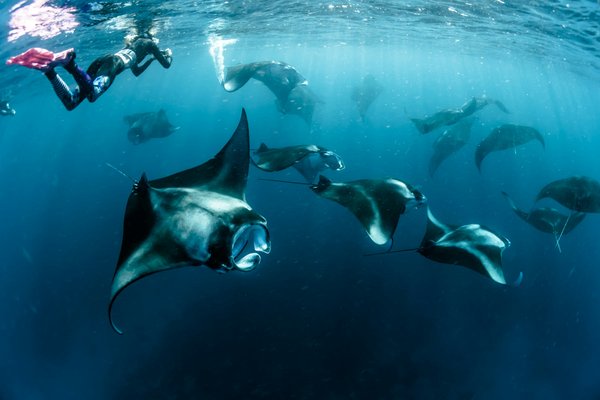 Quels sont les meilleurs spots pour une plongée avec les raies manta aux Maldives?