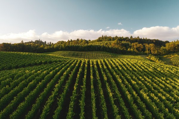Quels sont les meilleurs circuits pour une découverte des vignobles en Californie?